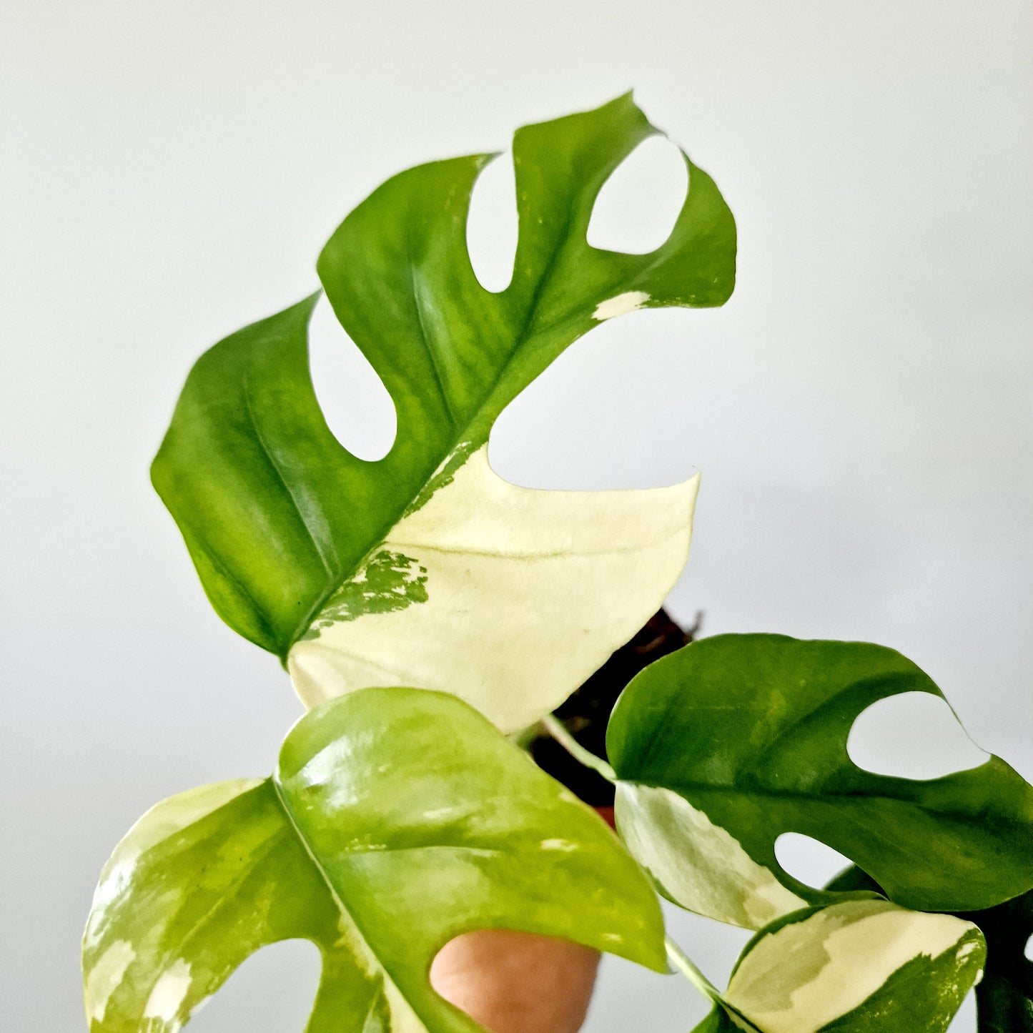 Rhaphidophora Tetrasperma Houseplant 10.5cm pot (4)