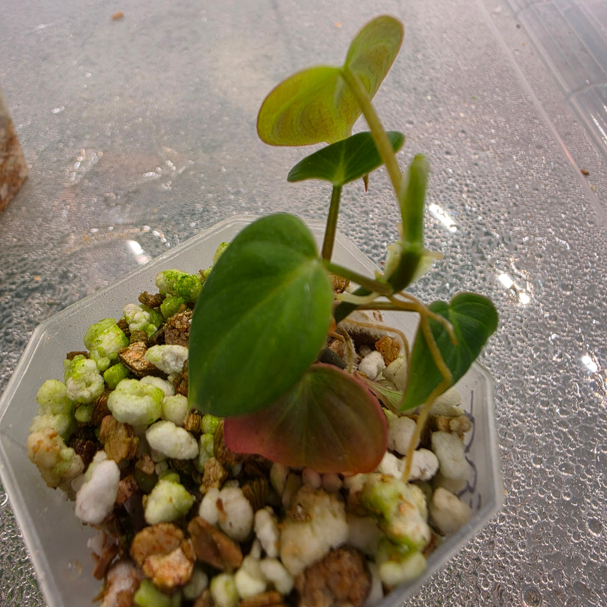 Philodendron Micans Pink Cloud Variegated