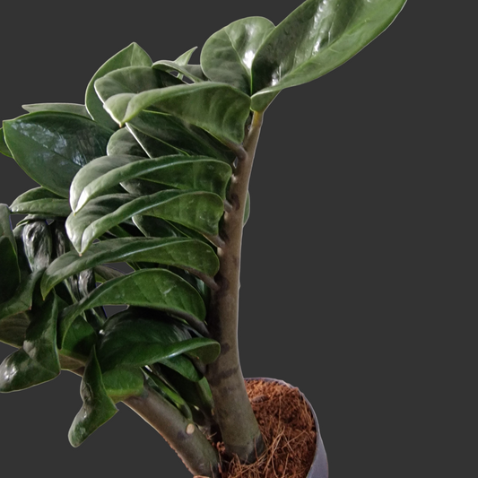 Zamioculcas Zamiifolia Zenzi Rare Houseplant 11cm pot
