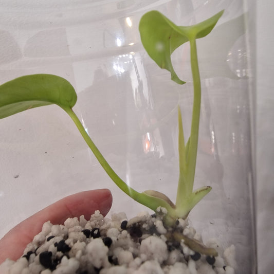 Monstera Lemon Lime – Young Exact TC Plant (#7)