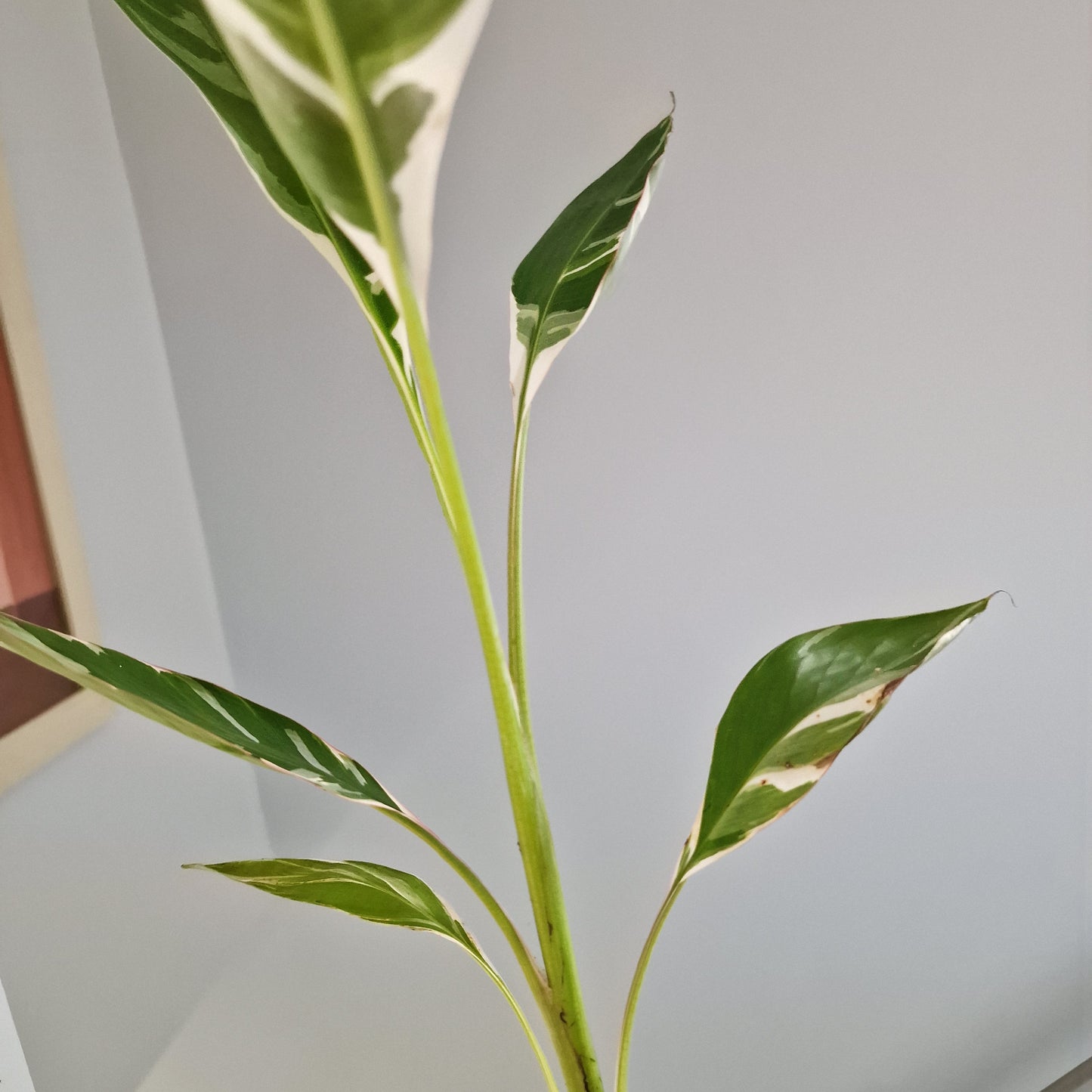 Musa Florida Rare Houseplant approx 40cm tall 10.5cm pot (4)