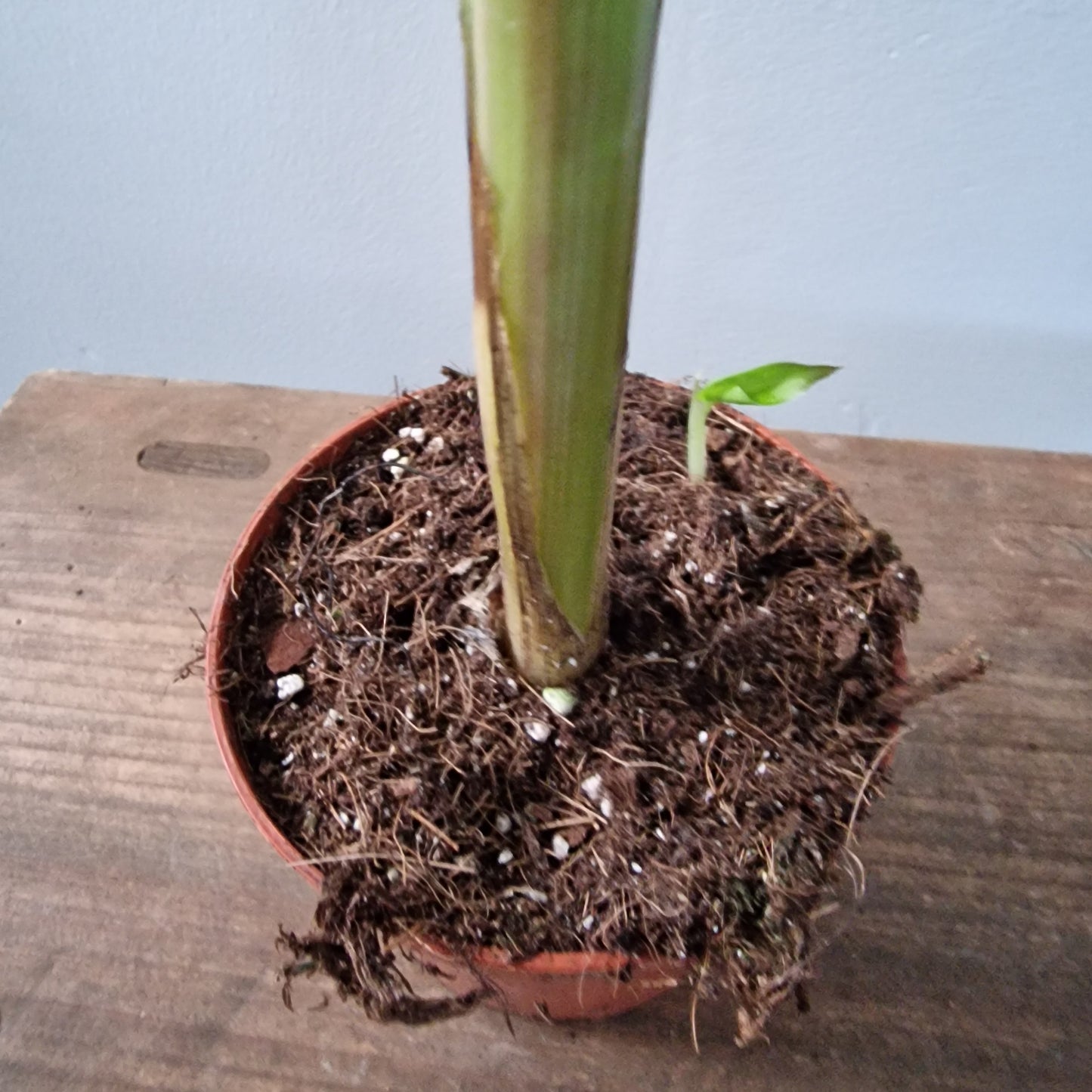 Musa ‘Florida’ – 10.5cm Pot (#1)