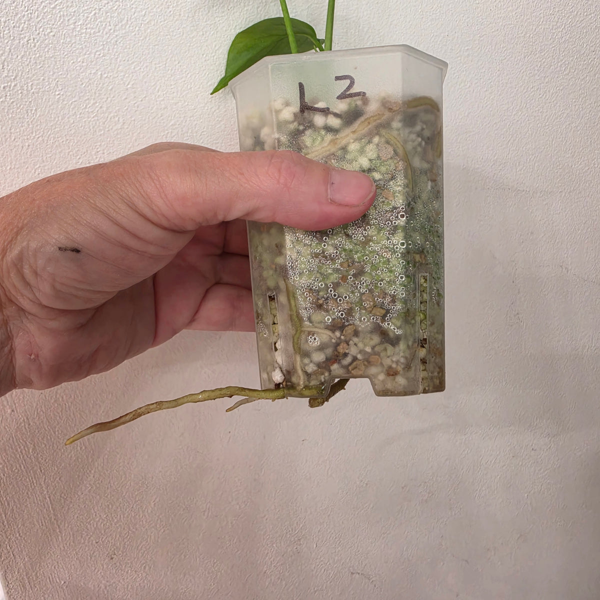 Monstera Devil Monster – Lightly Variegated / Speckled – Exact Plant (L2)