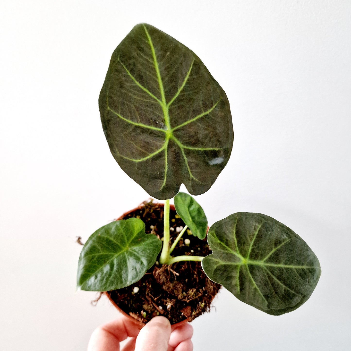 Alocasia Regal Shield Houseplant 10.5cm pot