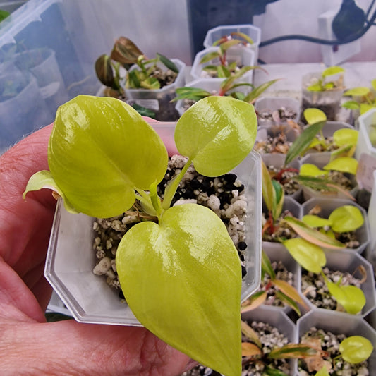 Philodendron Warscewiczii Golden Aurea