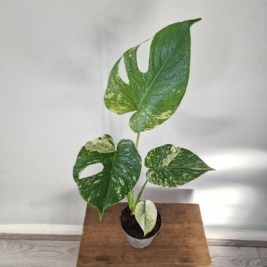 Monstera Deliciosa Mint Variegata – 12cm Pot (#2)