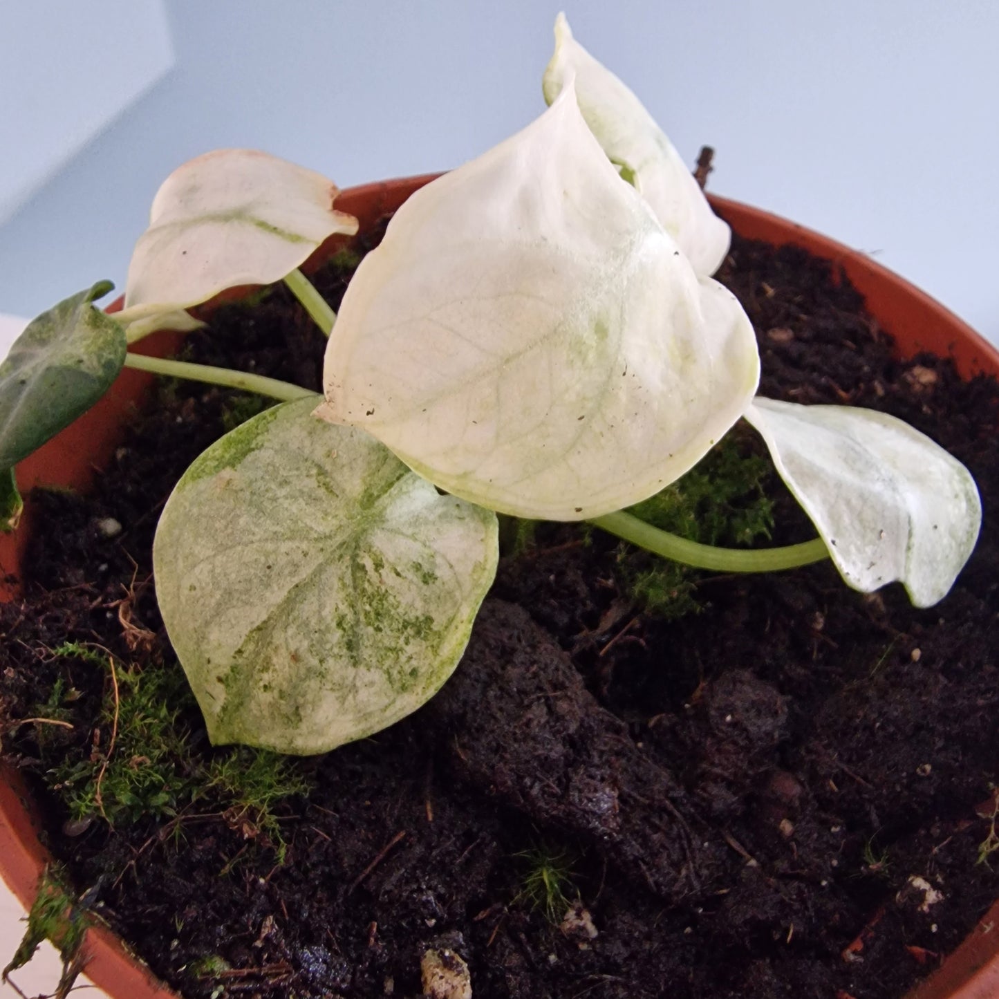 Alocasia Ninja Tricolor Rare Houseplant 10.5cm pot (3)