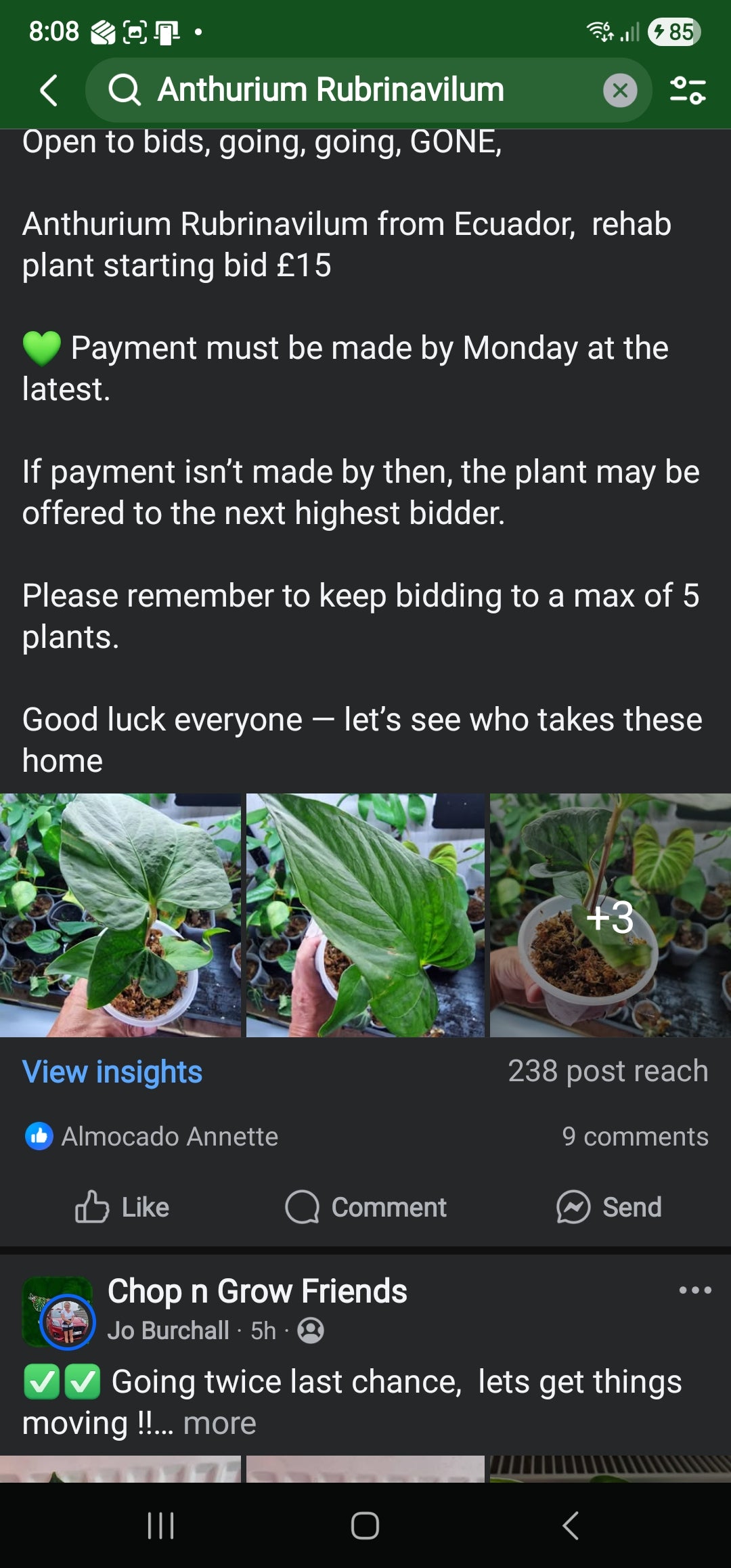 Sunday sale via CnG Group - Emily Anthurium Rubrinavilum