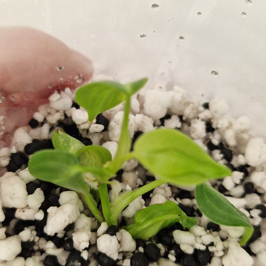 PRE-ORDER – Philodendron Melanochrysum Variegated – Young Exact TC Plant (#3)