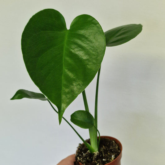 Monstera Deliciosa – 6cm Pot