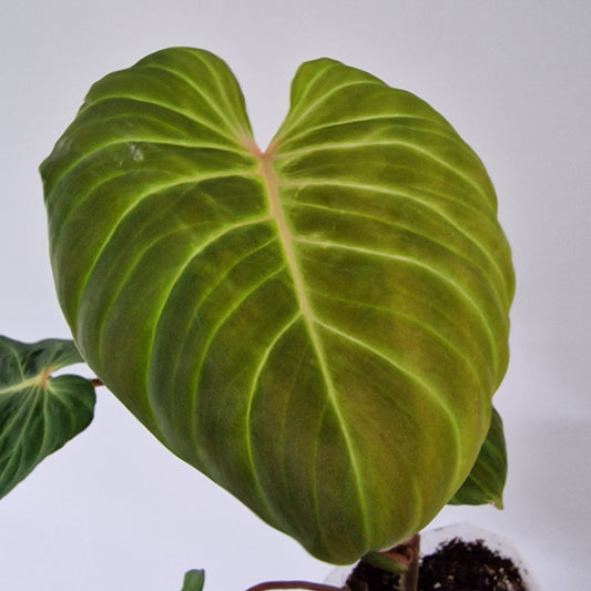 Ecuagenera Rehab Philodendron verrocosom Beauty