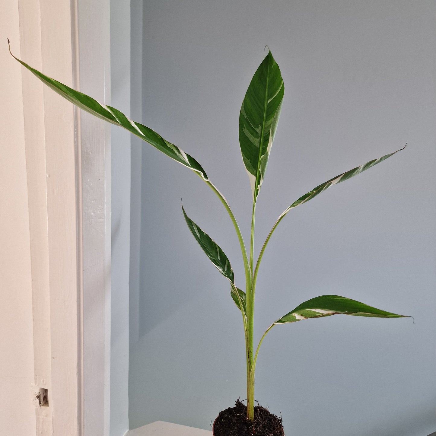 Musa Florida Rare Houseplant approx 40cm tall 10.5cm pot (4)