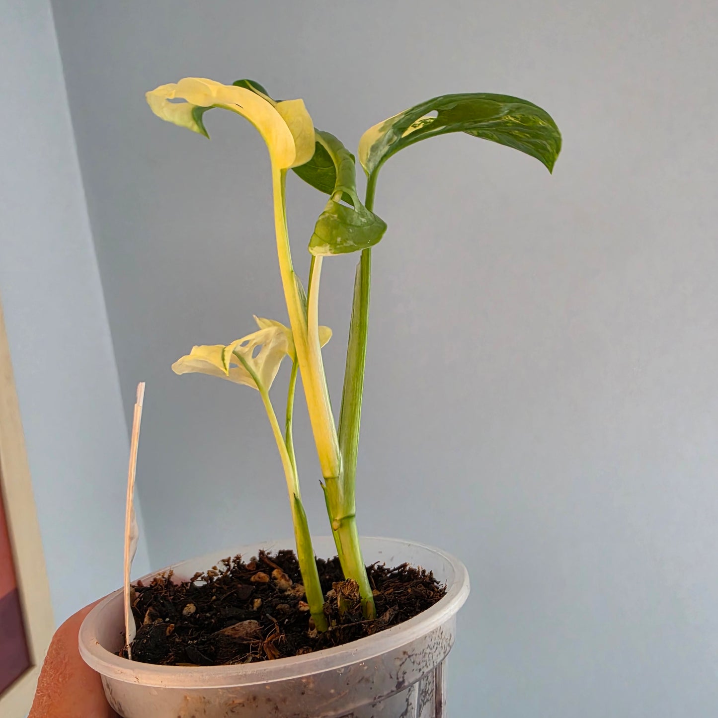 Monstera Adansonii Variegated twin growth
