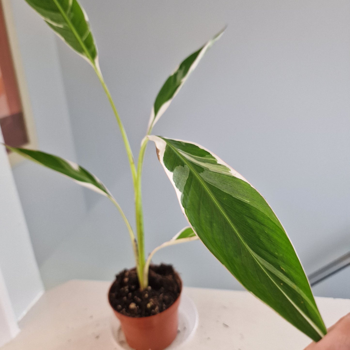 Musa Florida Rare Houseplant approx 40cm tall 10.5cm pot (5)