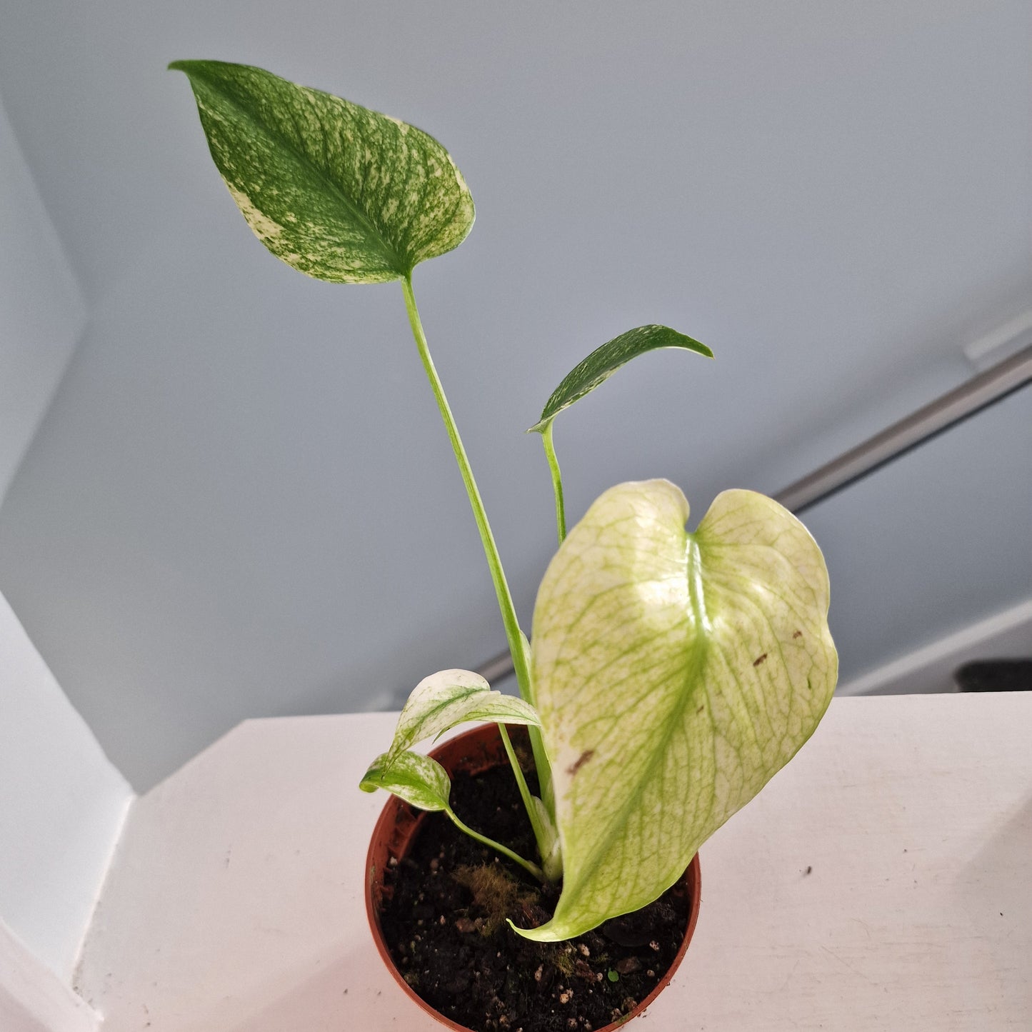 Monstera Mint Rare Houseplant 10.5cm pot (e)