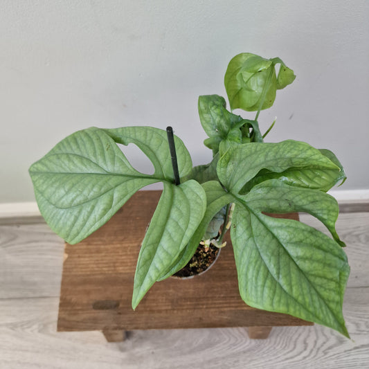 Amydrium Medium Silver – 10cm Pot