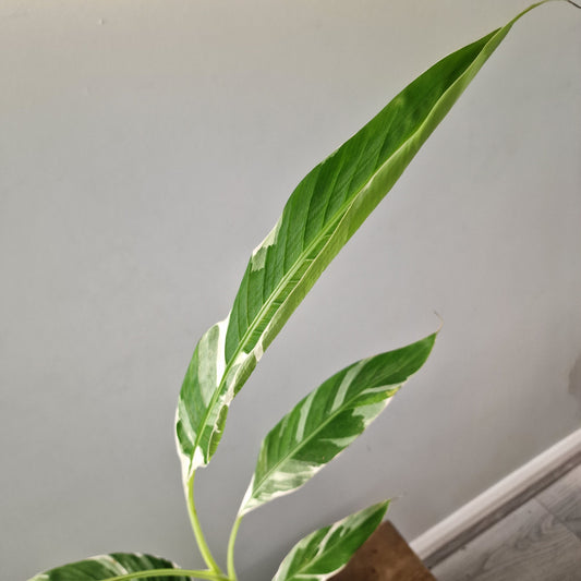 Musa ‘Florida’ – 10.5cm Pot (#5)