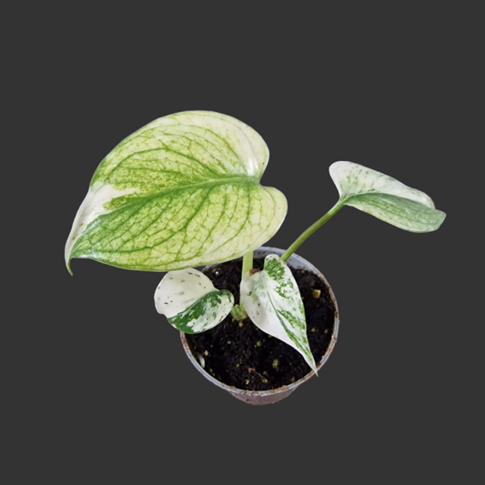 Monstera Mint Rare Houseplant 6cm pot (2)