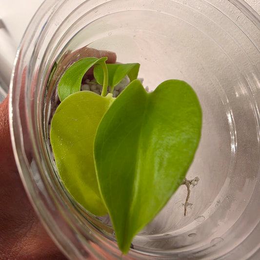 Monstera Lemon Lime – Exact Plant (1) See Description