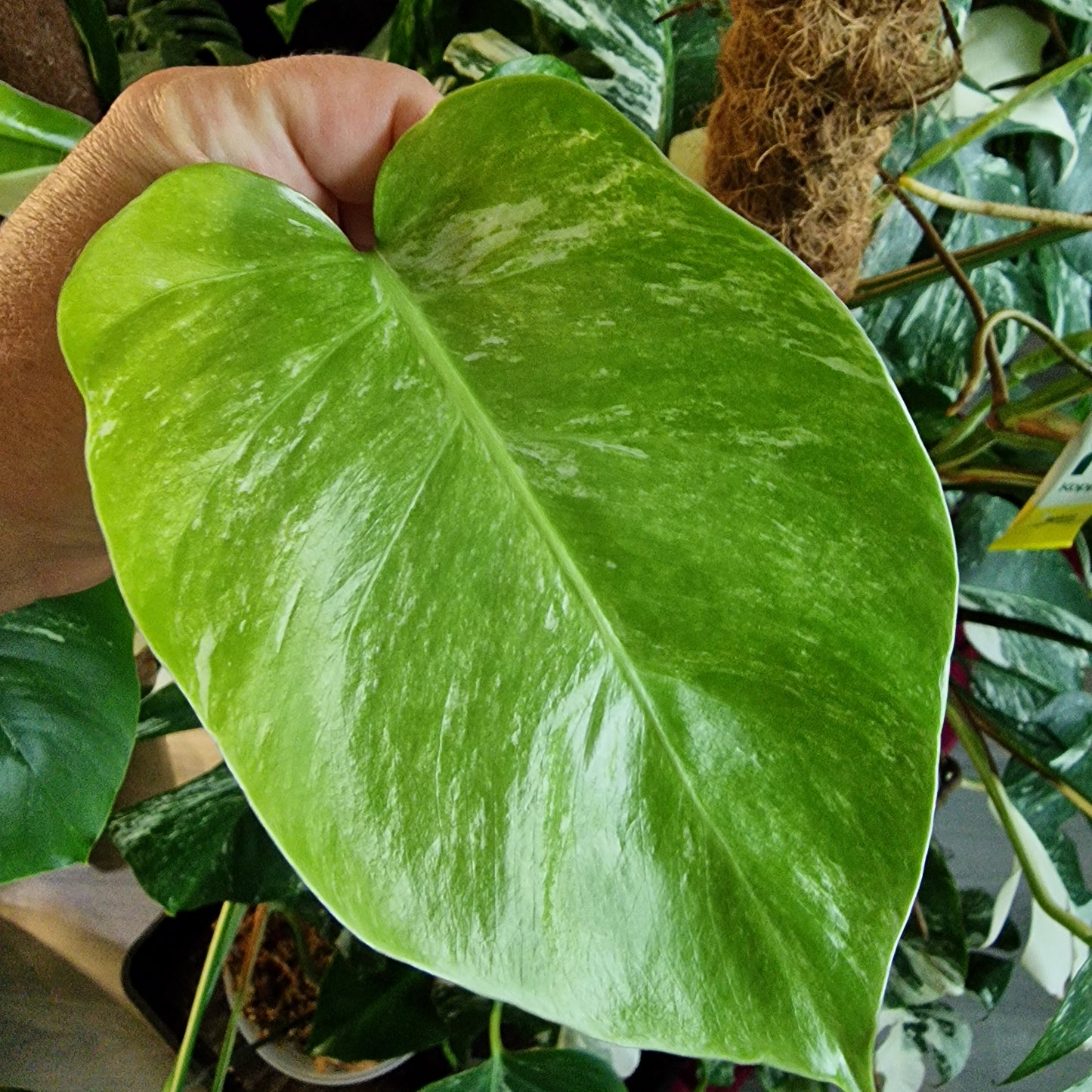 Monstera Albo Top Cutting (1)