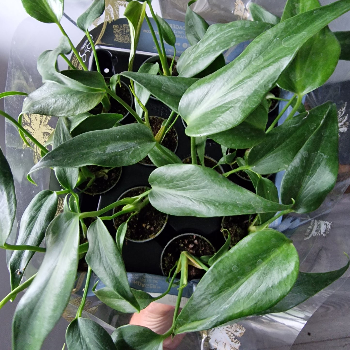 Pre order - end of Aug Monstera Burle Marx Flame Houseplant in 6cm pot