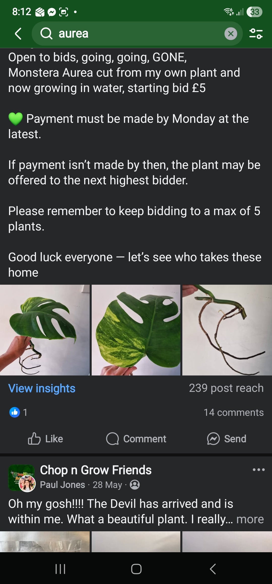 Sunday Sale - Rocco Monstera Aurea