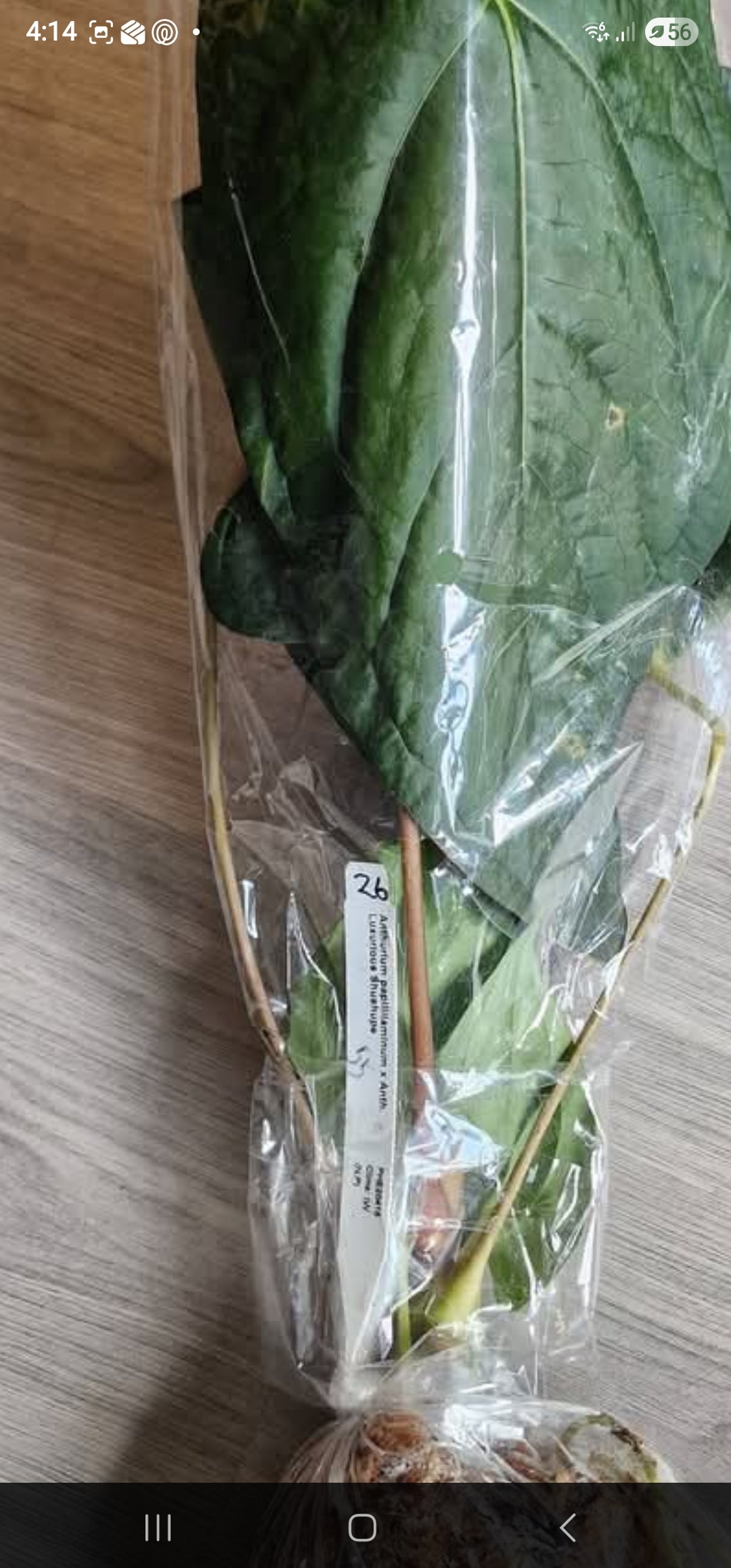 Sunday Sale - Tristan Anthurium