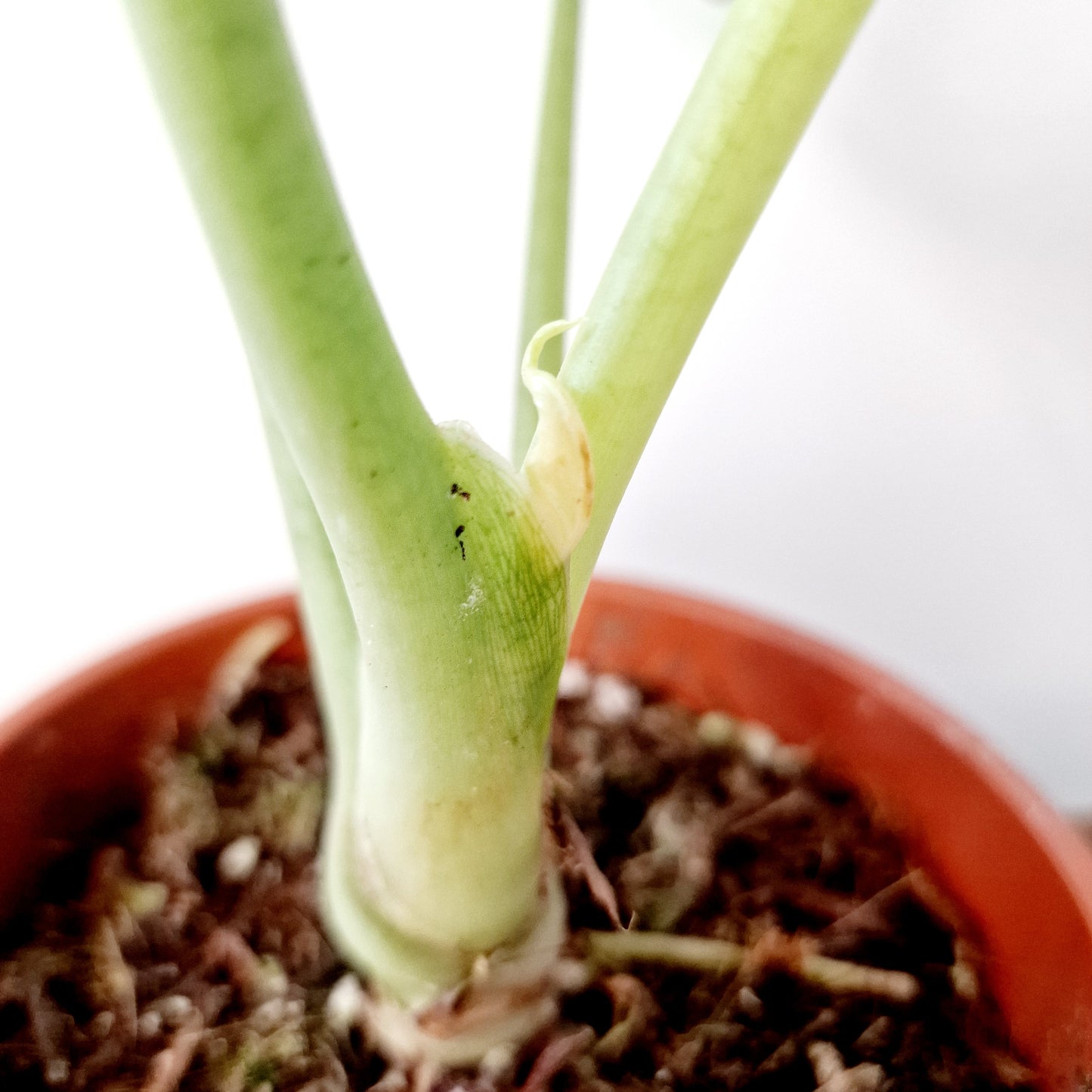 Alocasia Green Unicorn Houseplant 14cm pot (2)