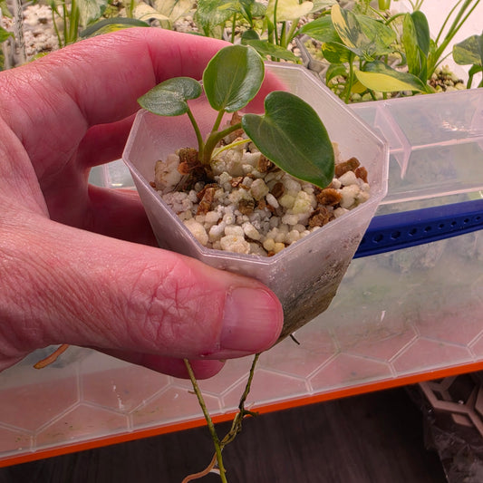 Philodendron Williamsii