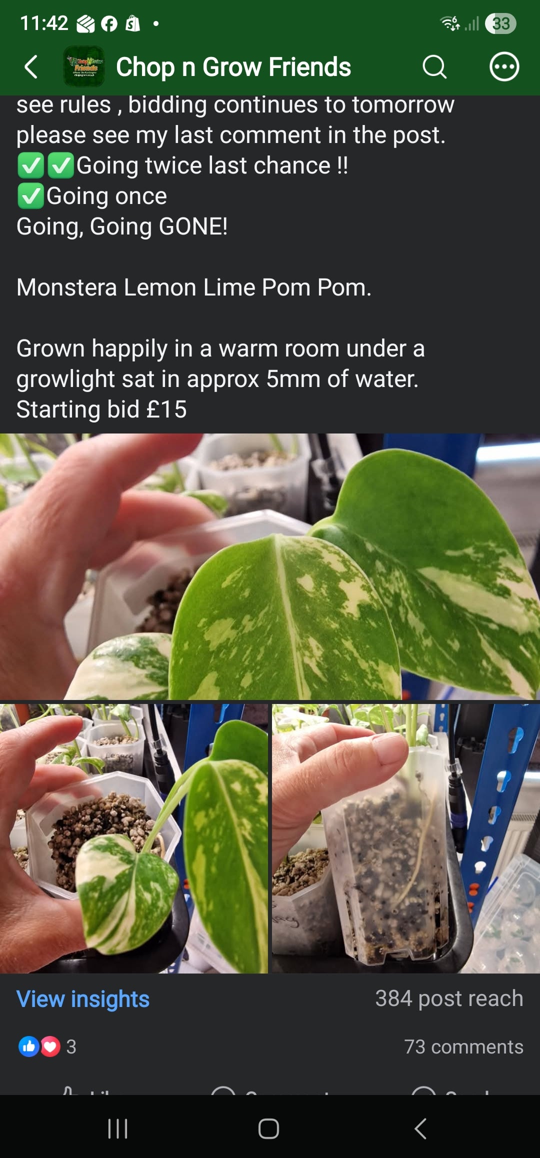 Chop n Grow Friends sale - Rebecca Pom Pom