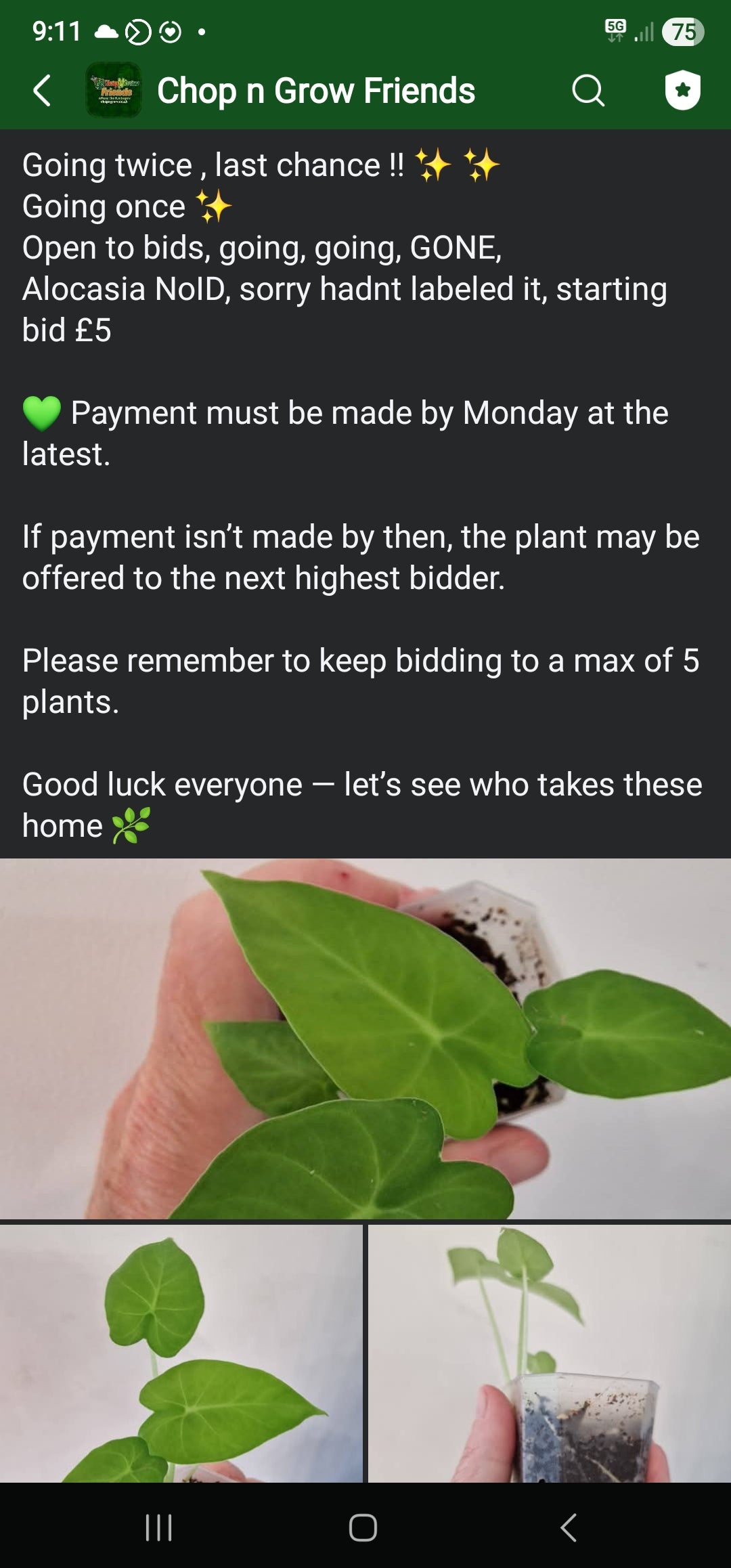 Sunday Sale - Dionne Alocasia