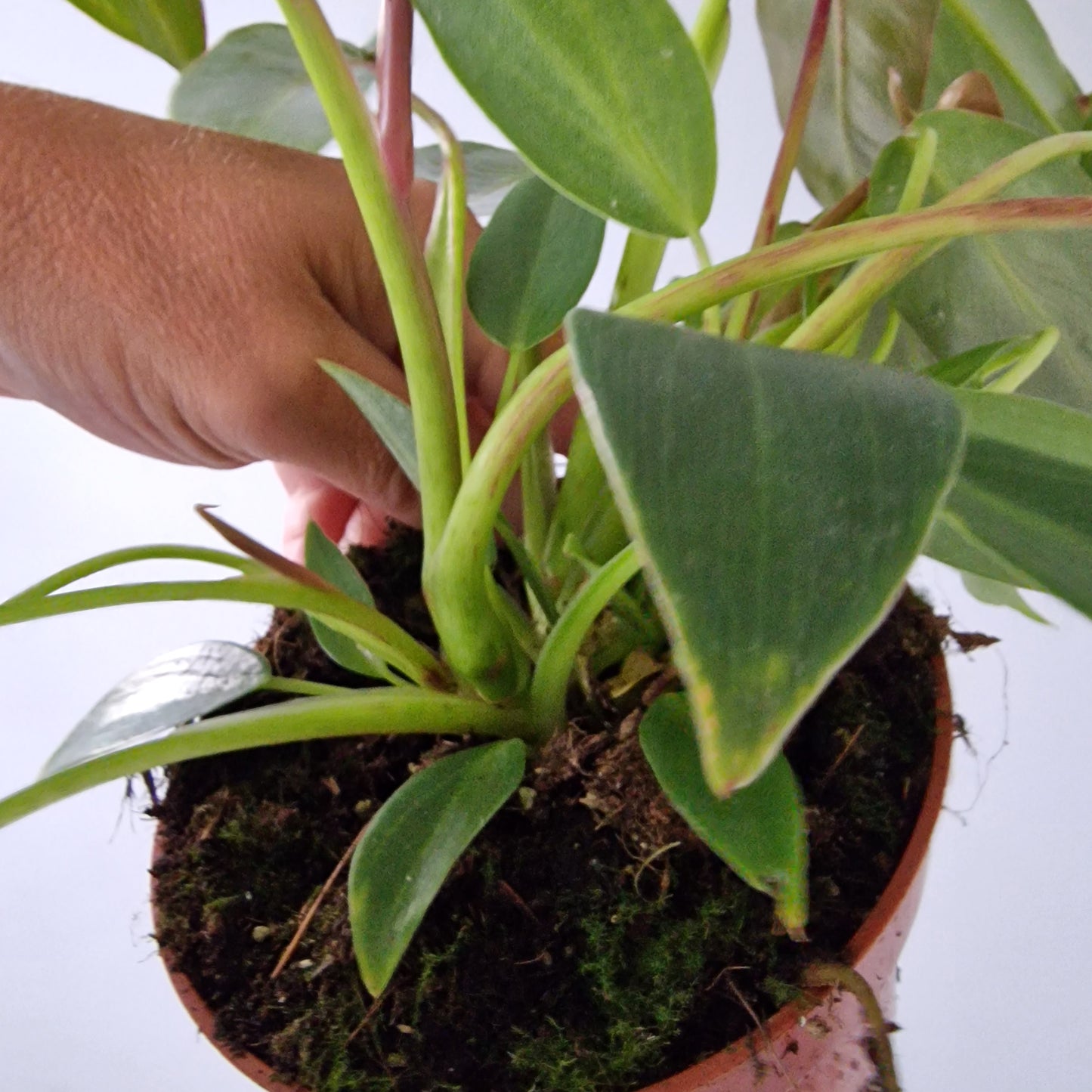 Philodendron Spiritus Sancti 2 Houseplants in each 10.5cm pot