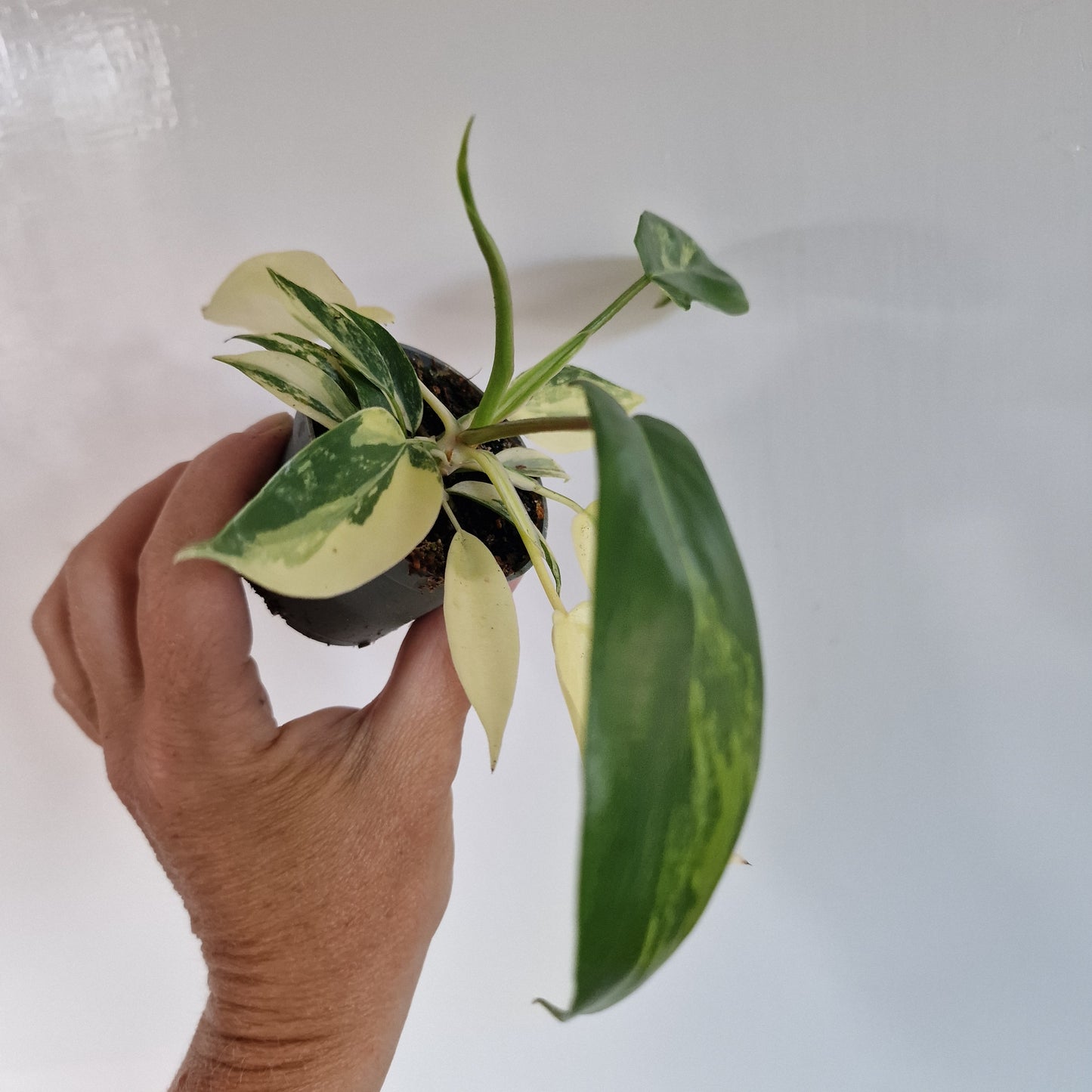 Philodendron Florida Beauty Houseplant in 6cm pot (3)