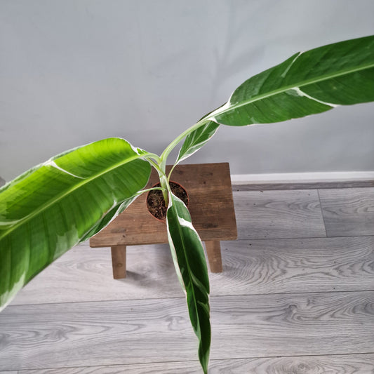 Musa ‘Florida’ – 10.5cm Pot (#3)