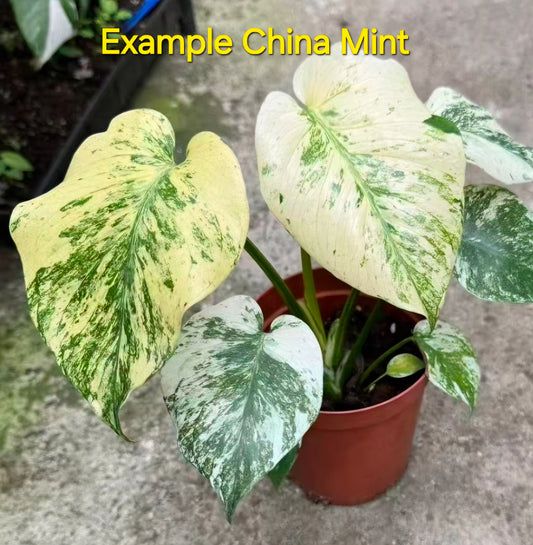 Choose Your Tissue Culture Plant – June 2026 Pre-Order Selection