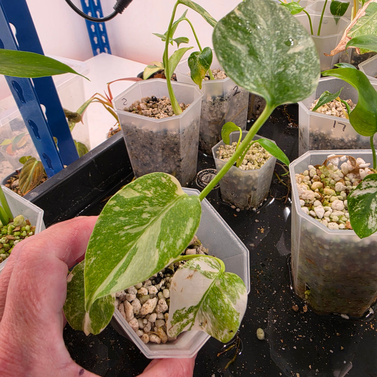 Monstera Legacy – Choose Your Plant