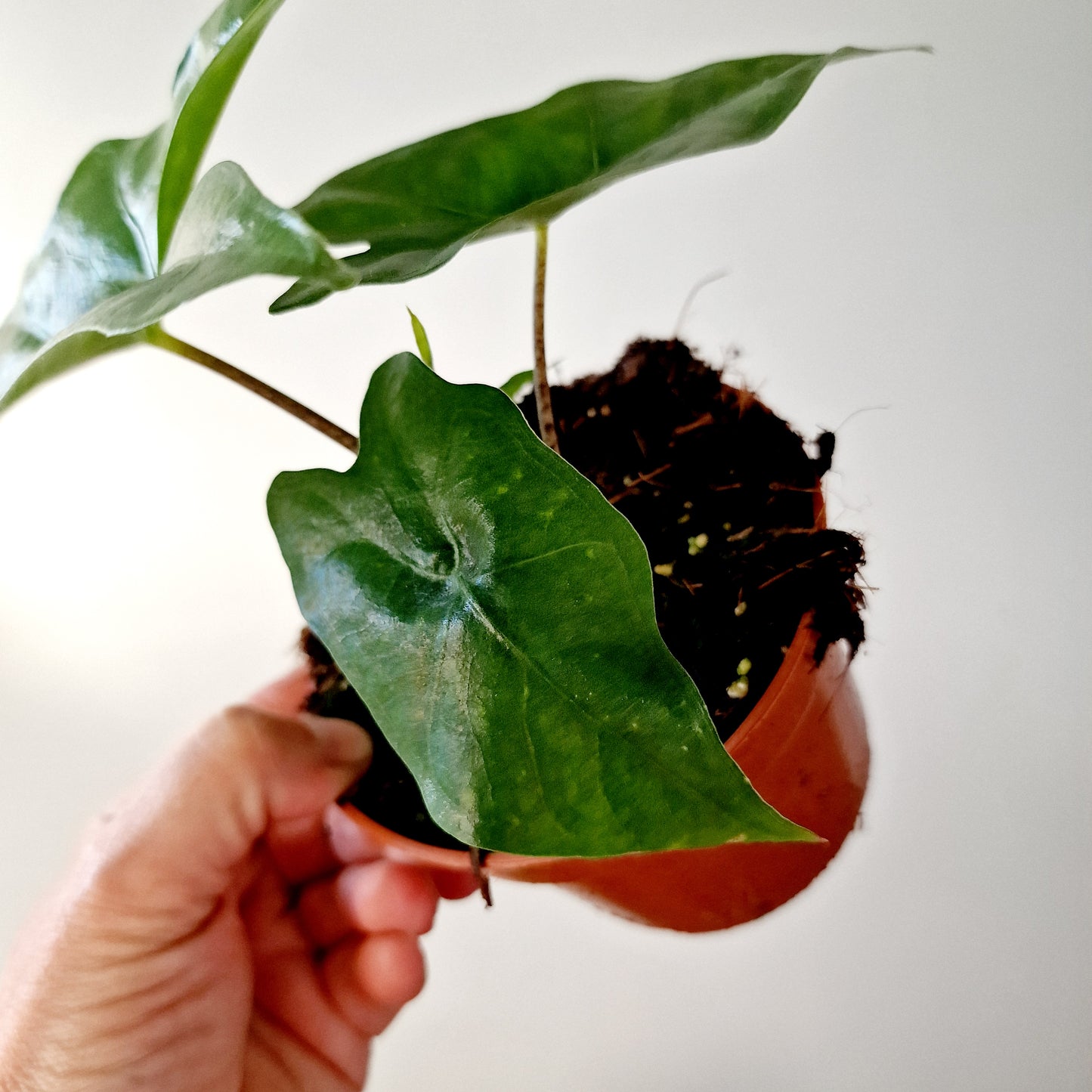 Alocasia Batwing Houseplant 10.5cm pot