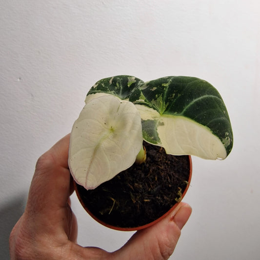 Alocasia Polly Variegated – 7cm Pot (#2)