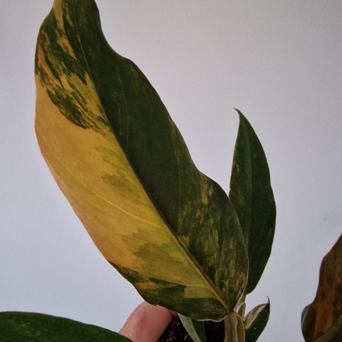 Philodendron Caramel Marble Houseplant in 6cm pot (1)