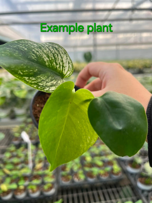 Monstera Devil – Fresh UK Arrival (9cm Pot)