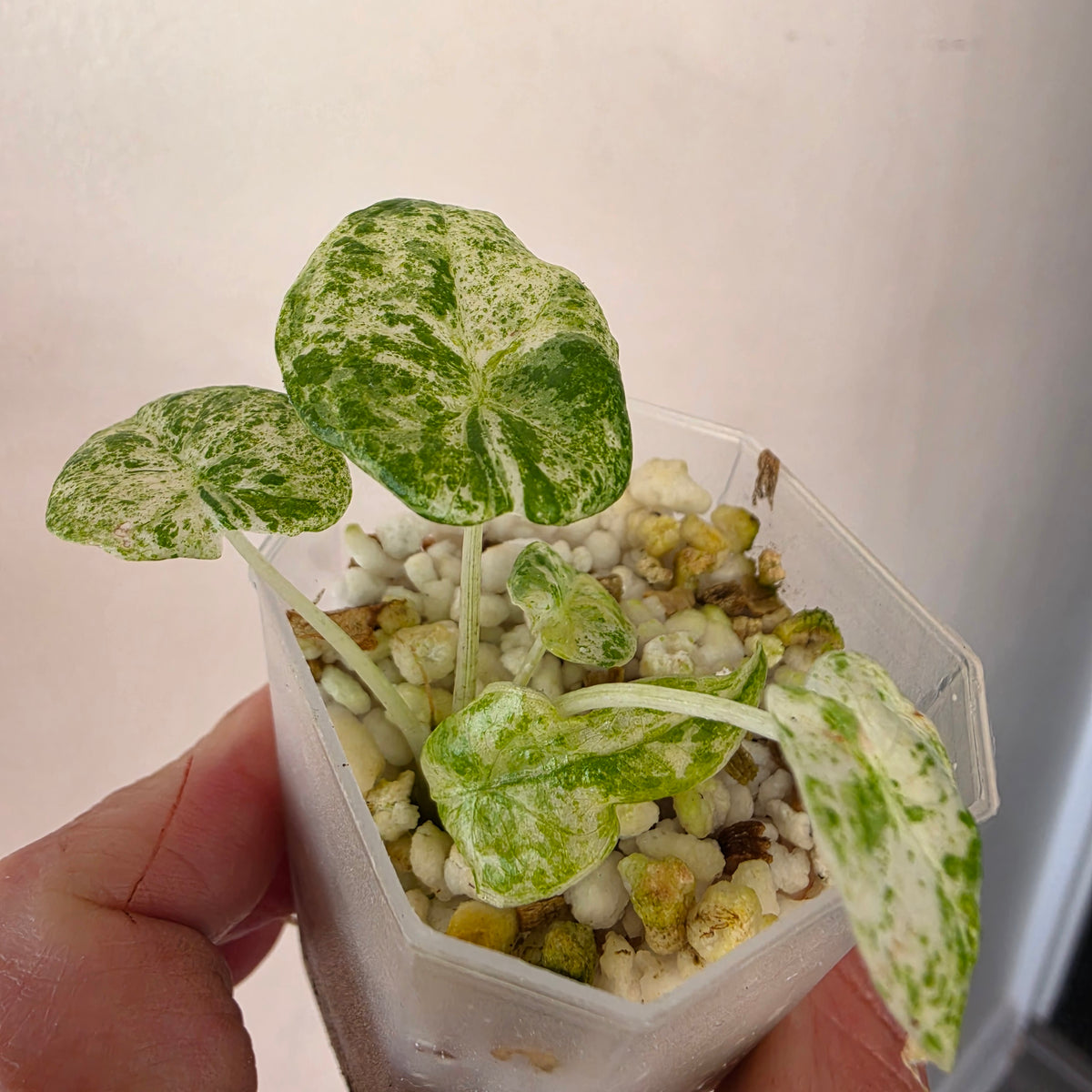 Alocasia bundle - see description