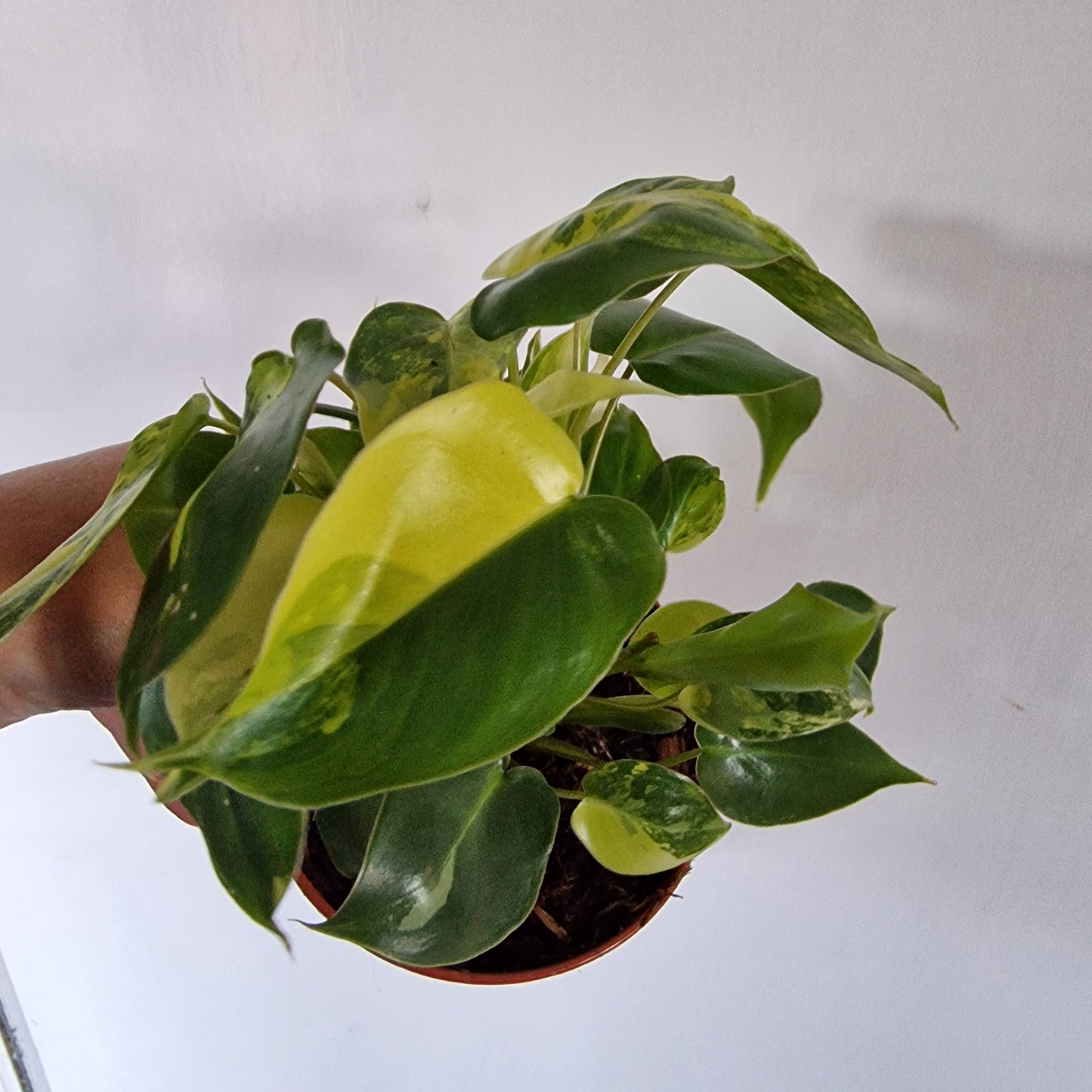 Philodendron Burle Marx Variegata Rare Houseplant 9cm pot (2)