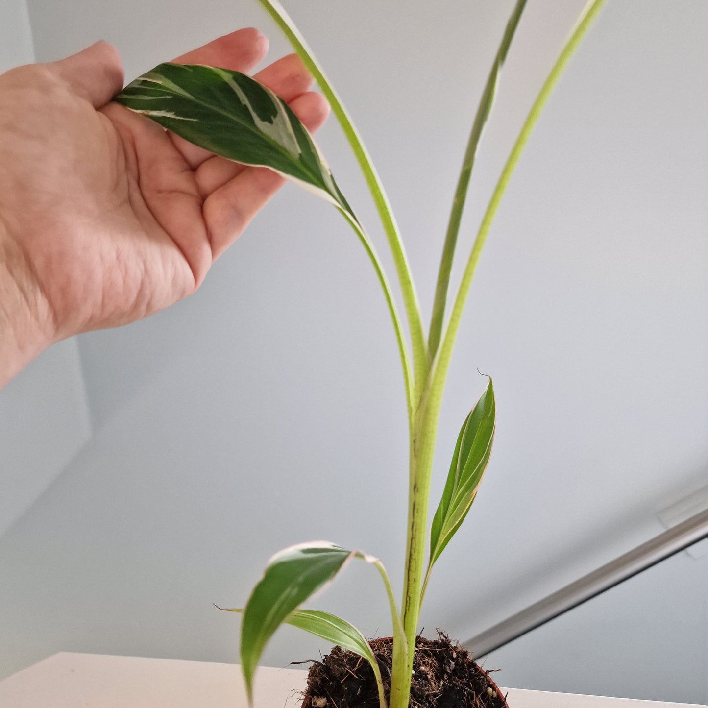 Musa Florida Rare Houseplant approx 40cm tall 10.5cm pot (7)