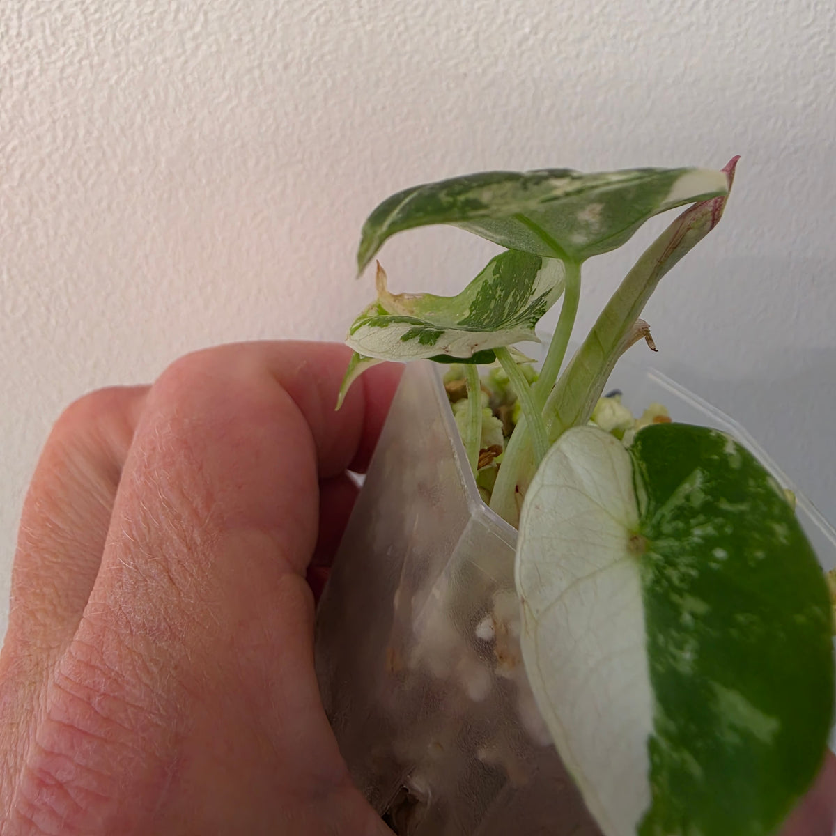 Alocasia longiloba Aurea Variegated #1