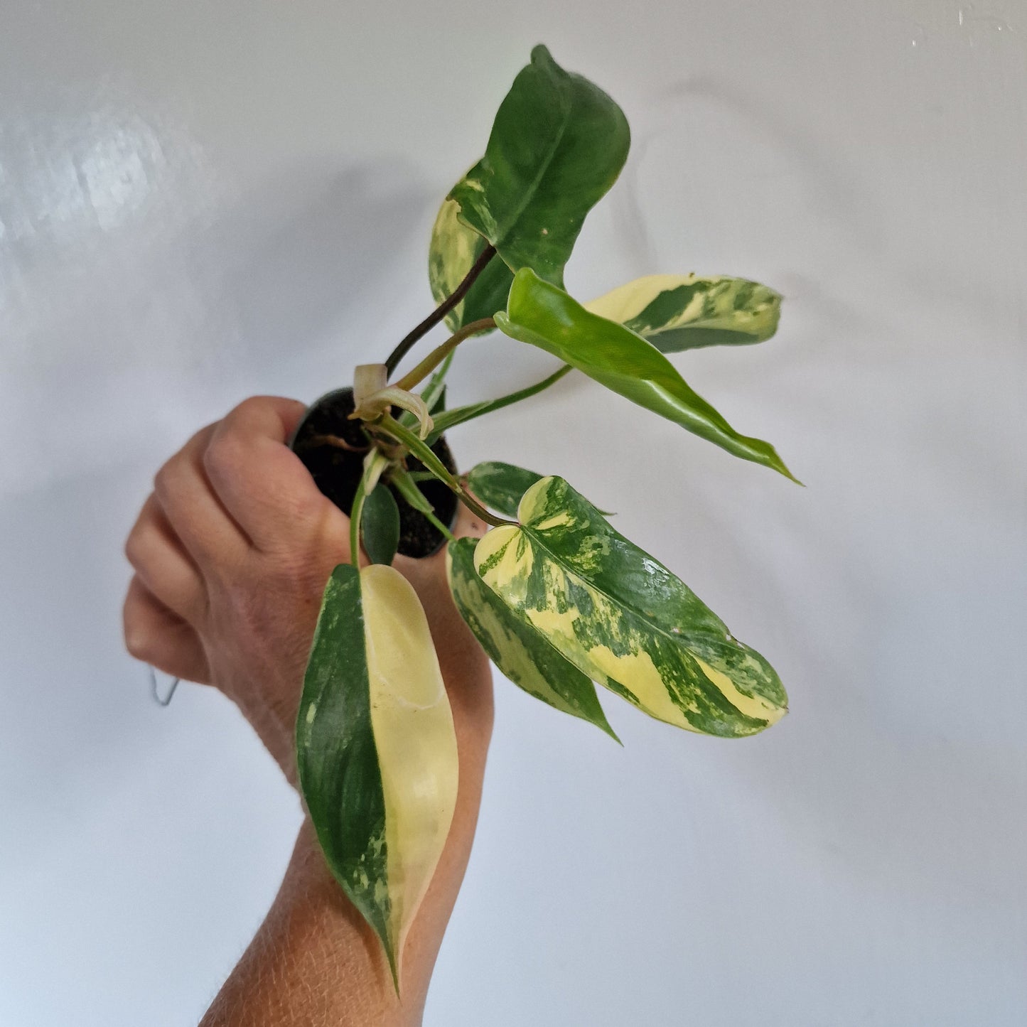 Philodendron Florida Beauty Rare Houseplant 6cm pot