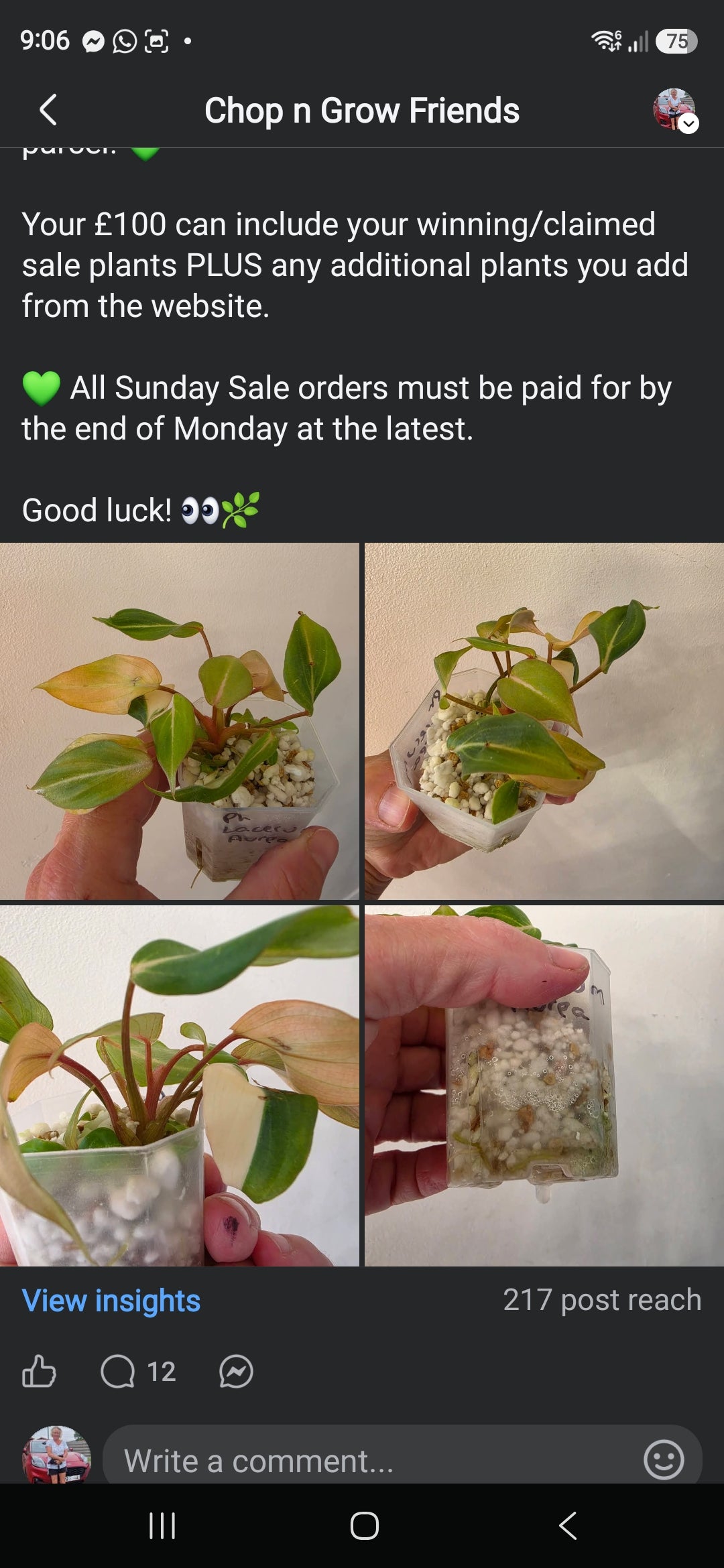 Sunday CnG Sale - Krissie Philodendron Lacerum