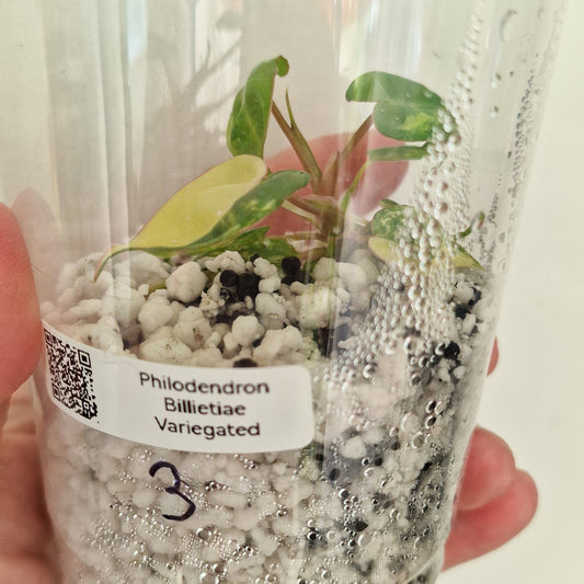 PRE-ORDER – Philodendron Billietiae Variegated – Young TC Plant (#3)