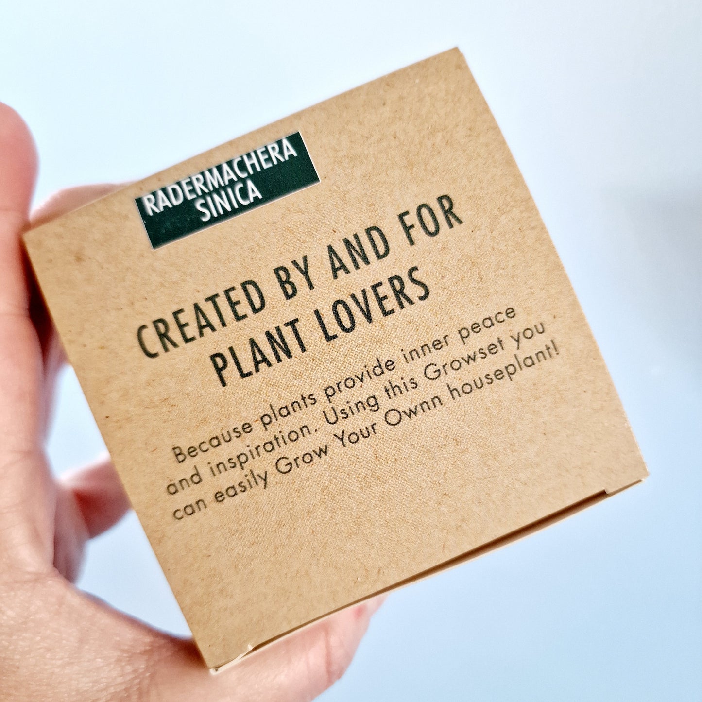 Grow your own Radermachera Sinca (China Doll) - Houseplant Set