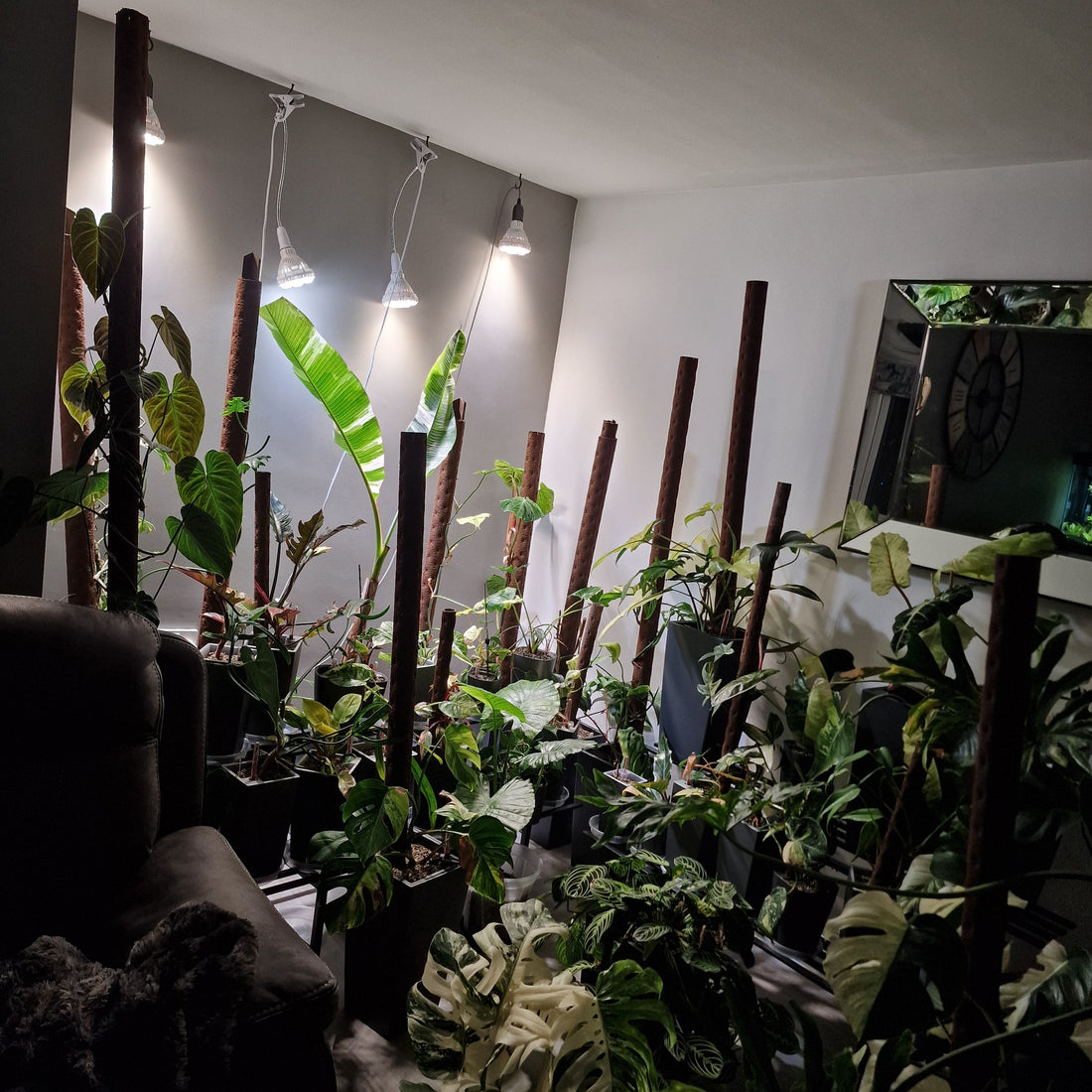 My Living Room Personal Plant Collection: The Misfits I Love
