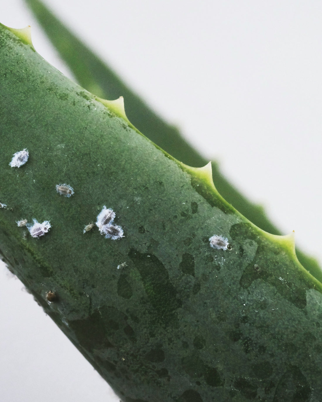 The Perils of Pests: Protecting Your Houseplants from Unwanted Guests